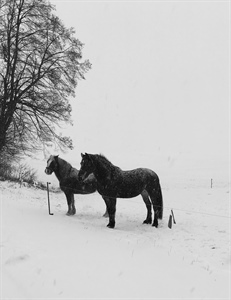 Ein Pferd alleine auf der Weide